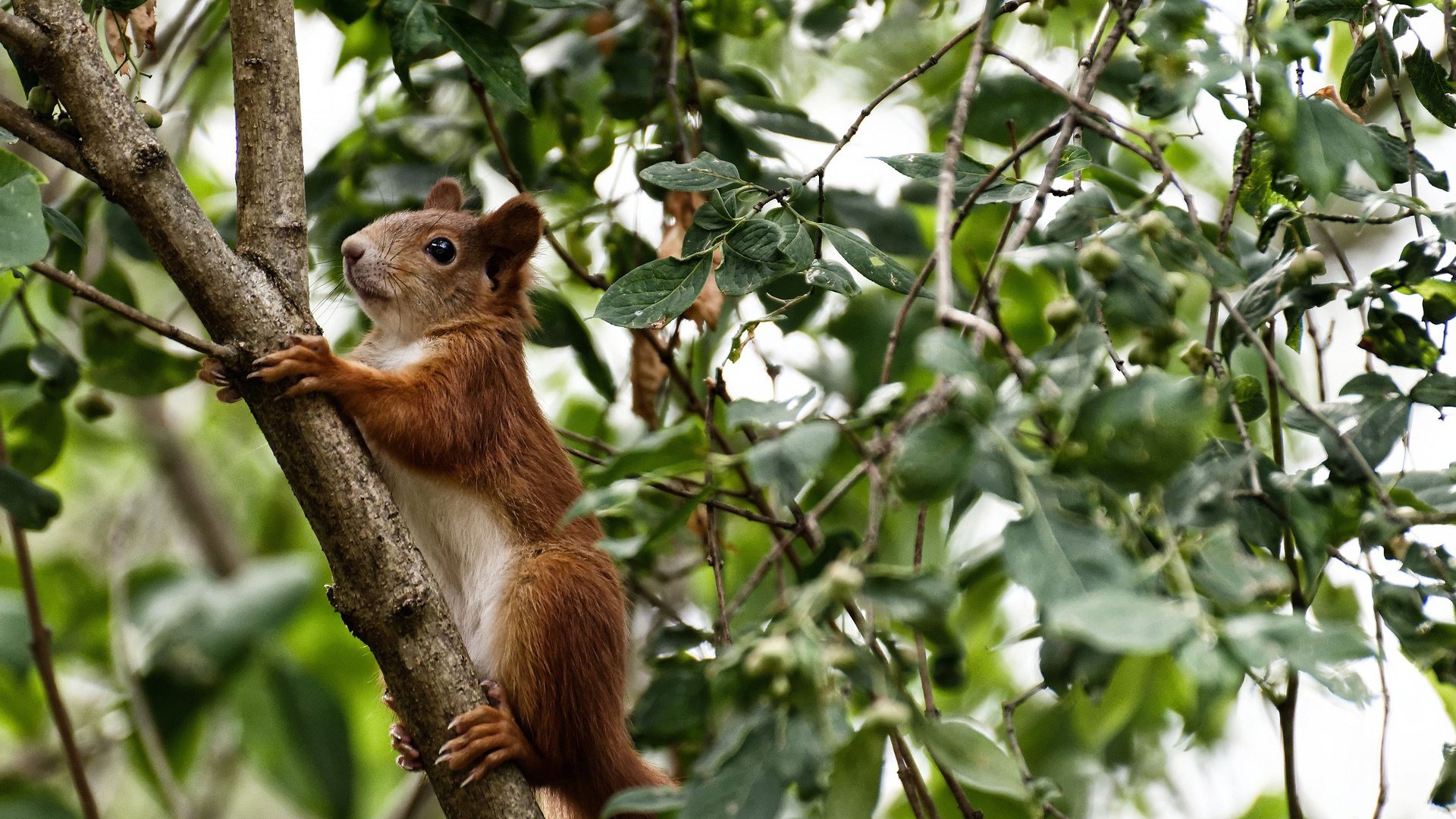 颠覆认知的绿茵奇迹,当欧冠半决赛上演国家德比