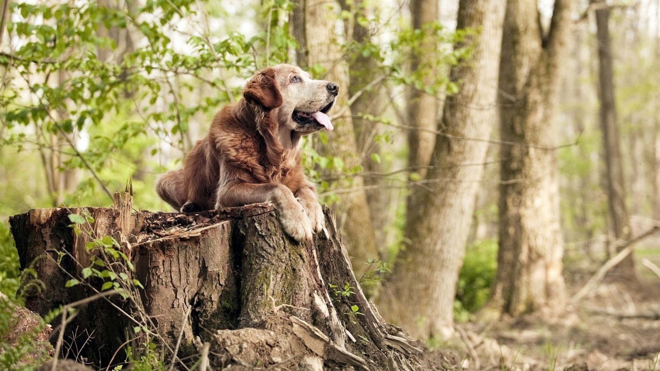 布克空降撕裂之城,嗜血时刻斩爵士于刀下