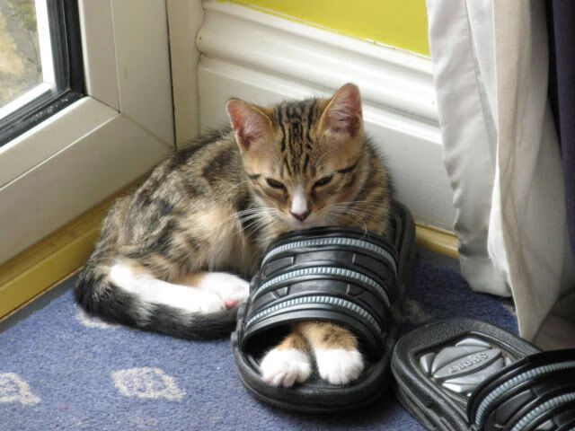 熔铸时刻，弗拉霍维奇的天才接管与澳大利亚的团队韧性