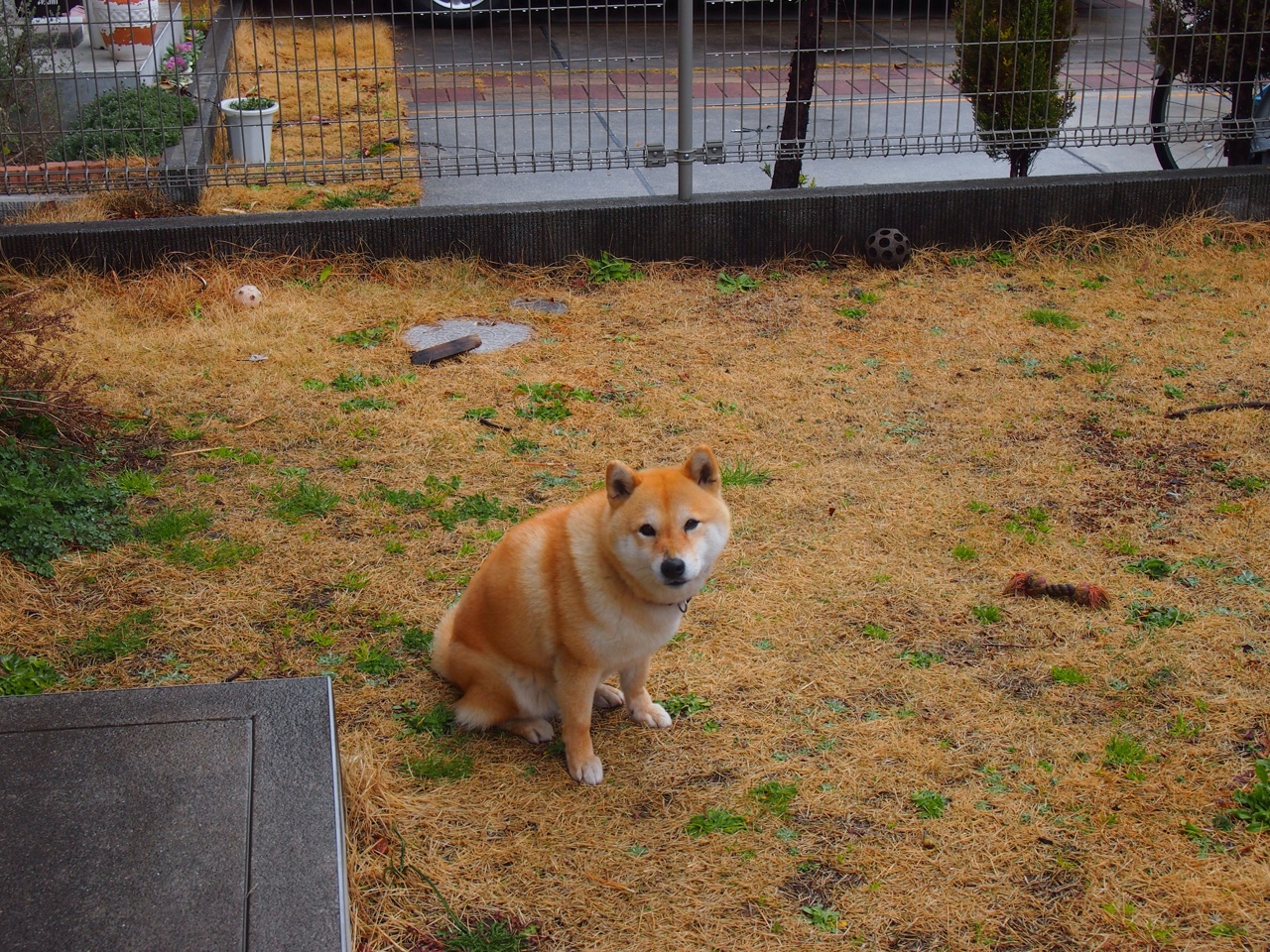 铁血防守铸就抢七传奇，霍勒迪接管时刻撕裂灰熊