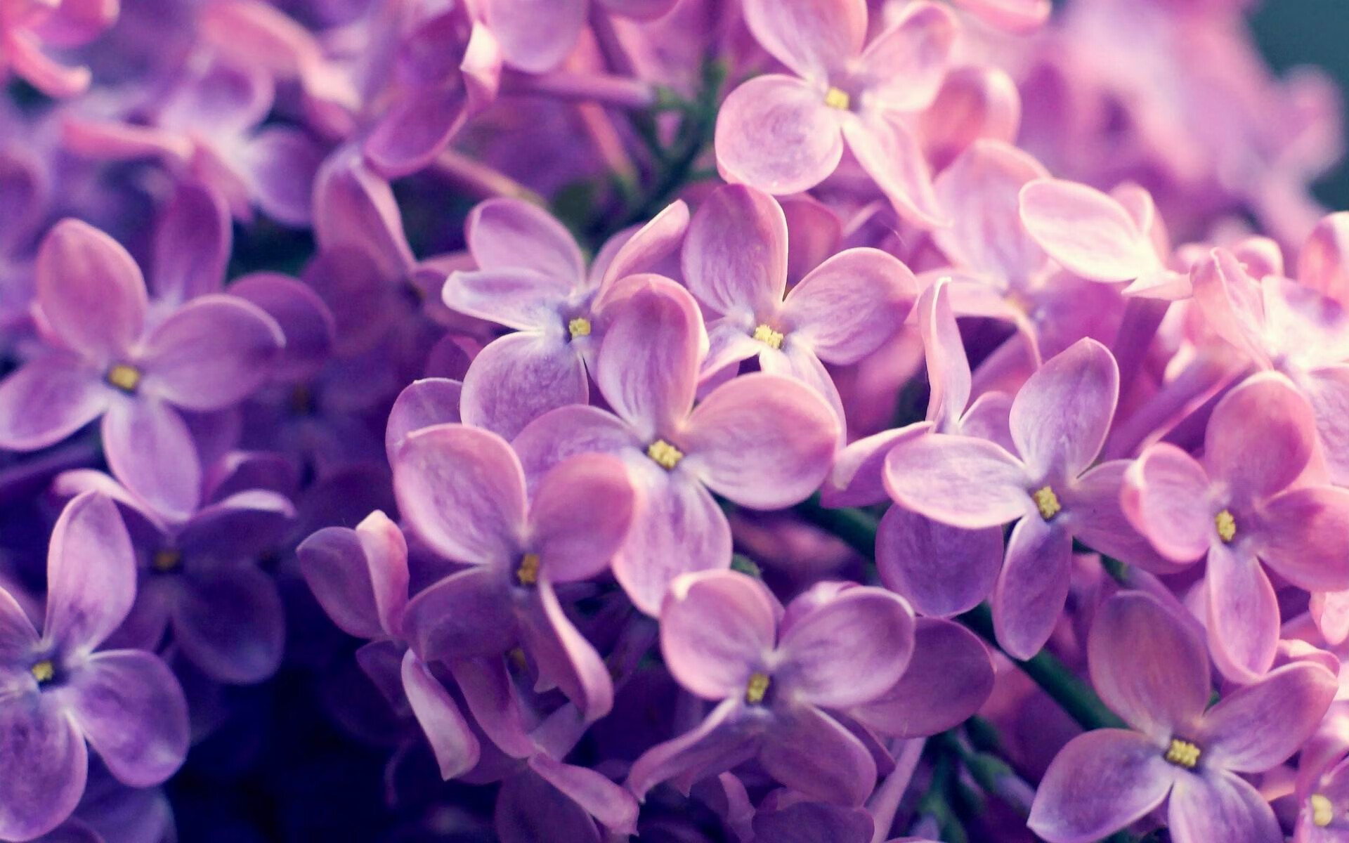 劳塔罗爆发，利物浦争冠战击败喀麦隆