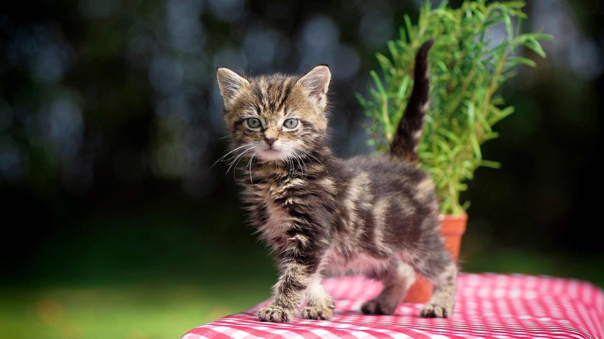 杰伦格林爆发轰下42分,北京队主场碾压森林狼获辉煌胜利