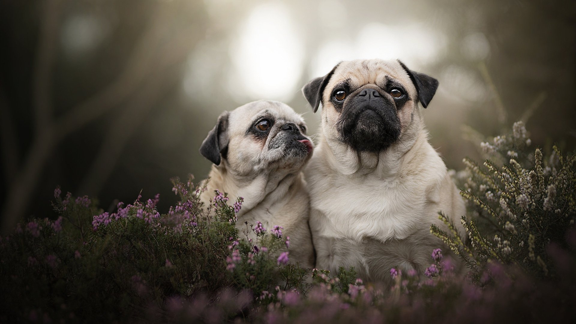 F1新赛季揭幕战之夜，哈登意外成为全场焦点