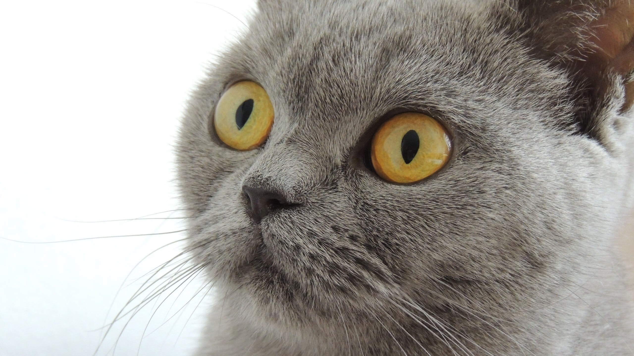 连珠炮！杜兰特持续制造杀伤，新疆队力克国王尽显亚洲力量