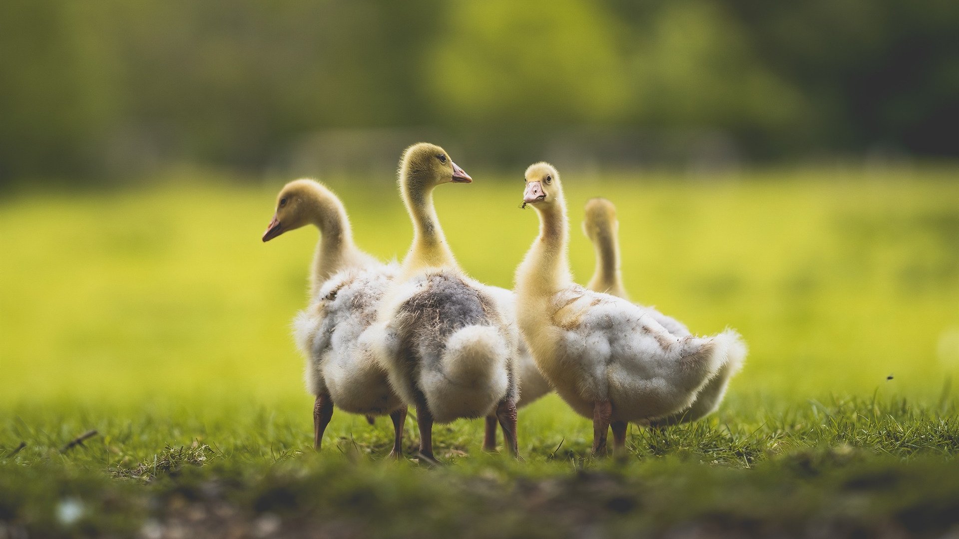 喀麦隆与罗马，当国家荣耀与俱乐部野望在一场友谊赛中碰撞，厄德高成为燃点