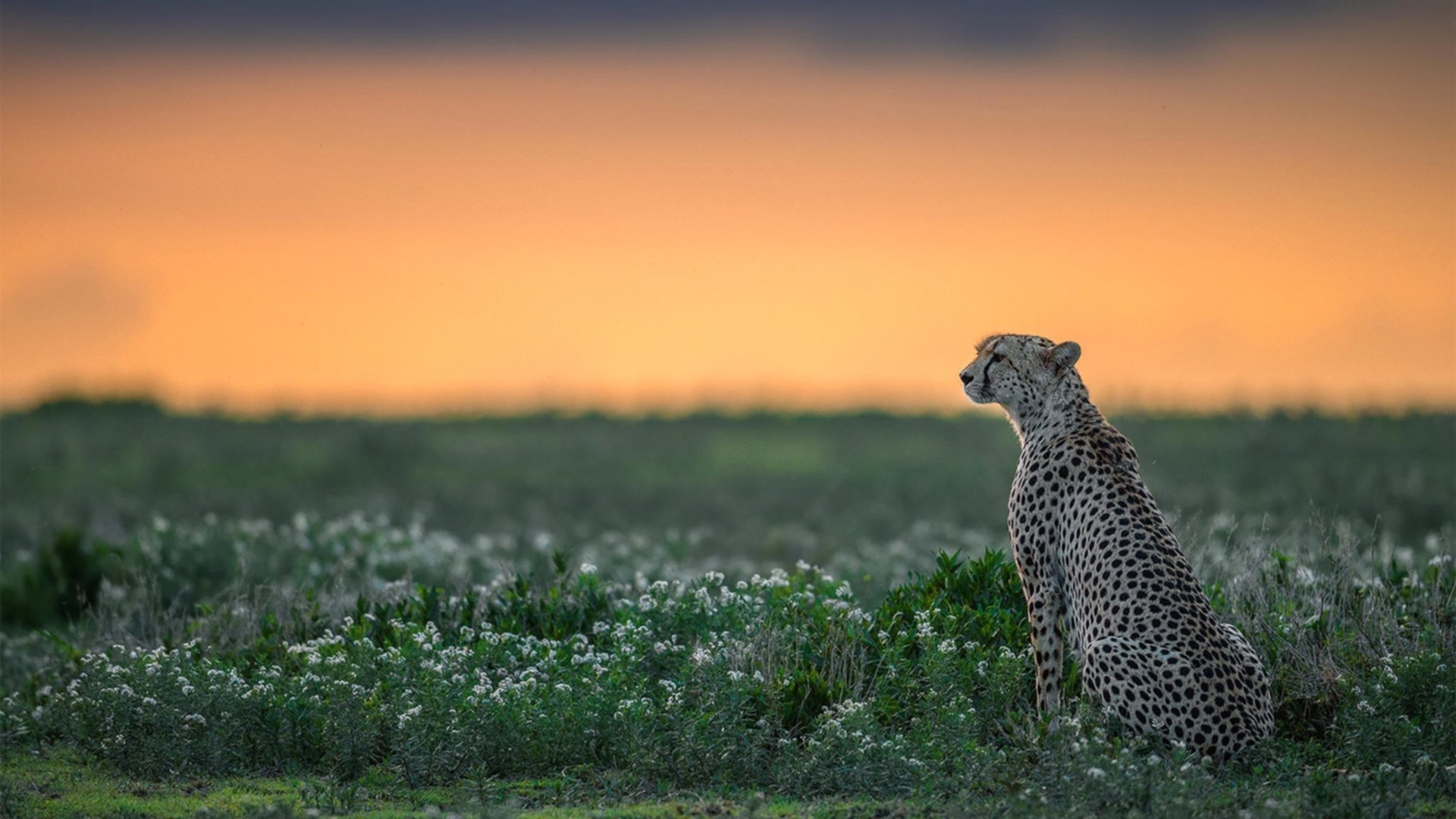 拜仁客场力克罗马,布雷默绝杀成关键先生