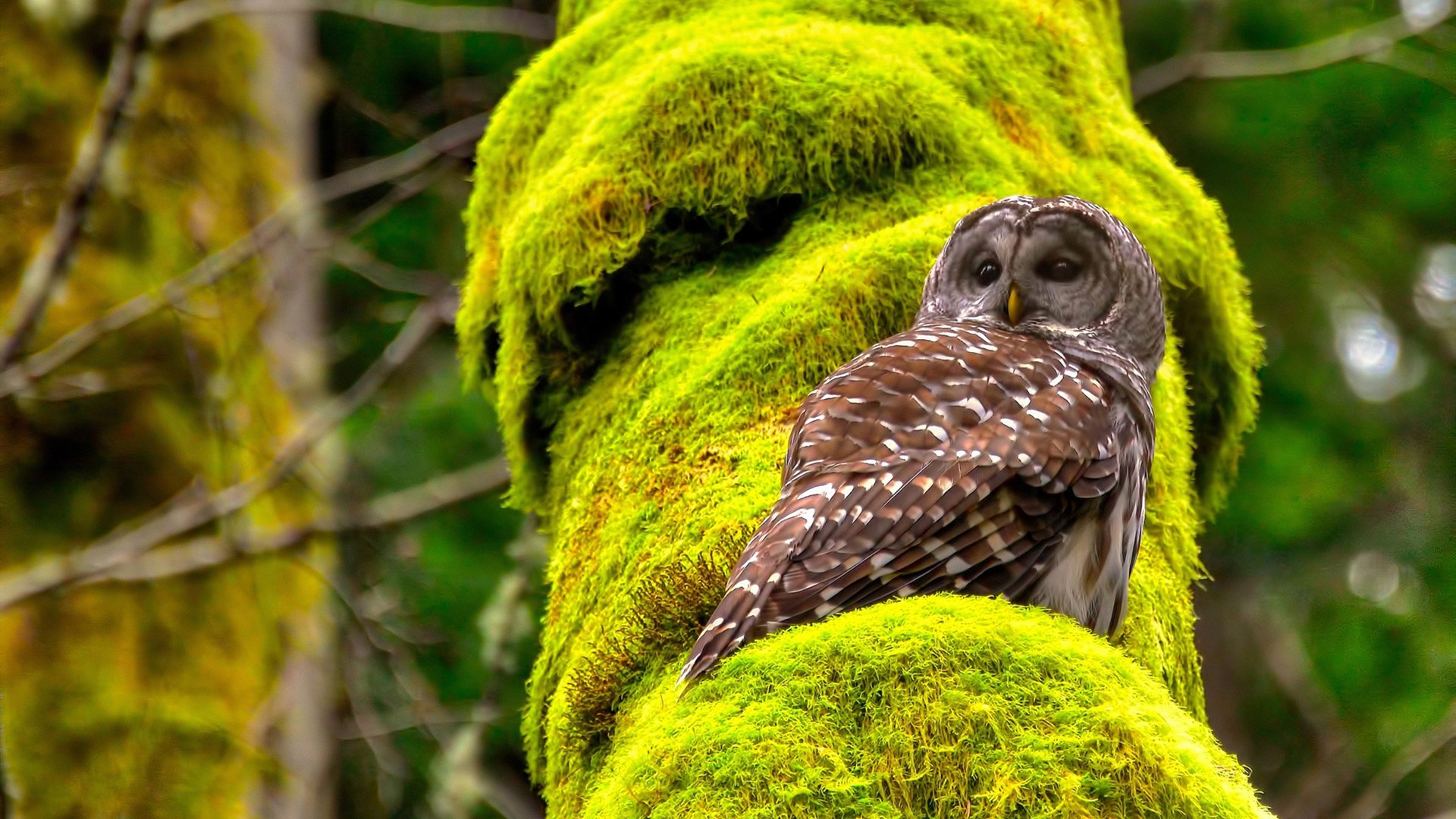 冰火淬炼,楚阿梅尼关键回合不手软,中国对阵爱尔兰上演经典交锋