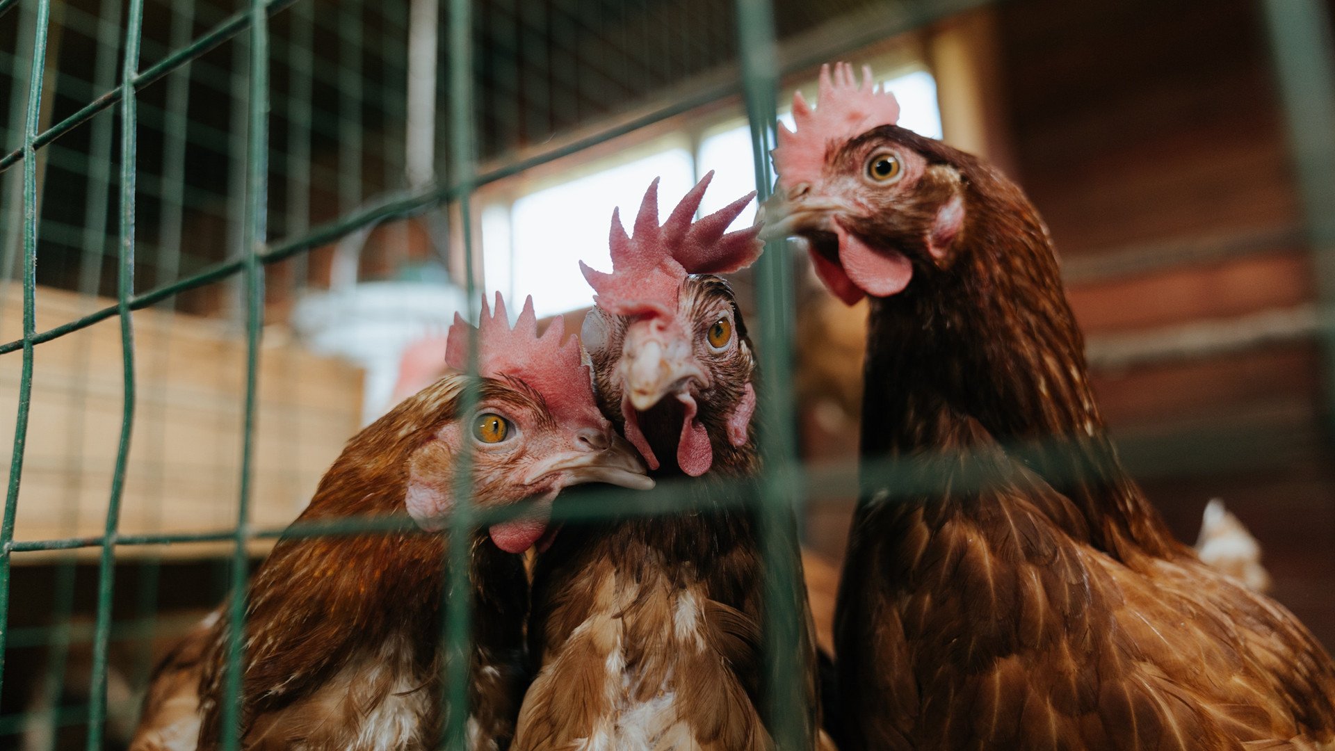 米切尔爆发砍下38分,广东队正面击溃热火展现实力