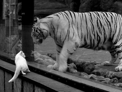阿克无解统治赛场,阿根廷单节狂潮拉开土耳其