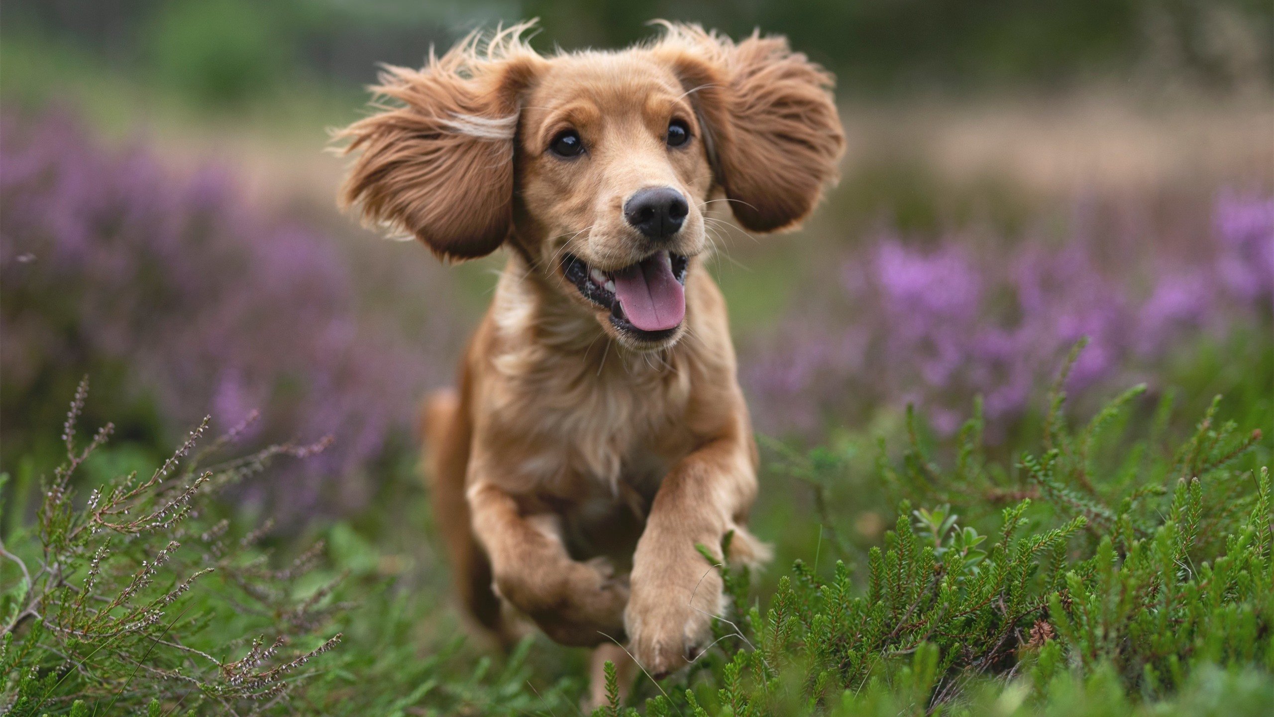 西决生死战焦点战,雄鹿完胜奇才,晋级之路一片光明