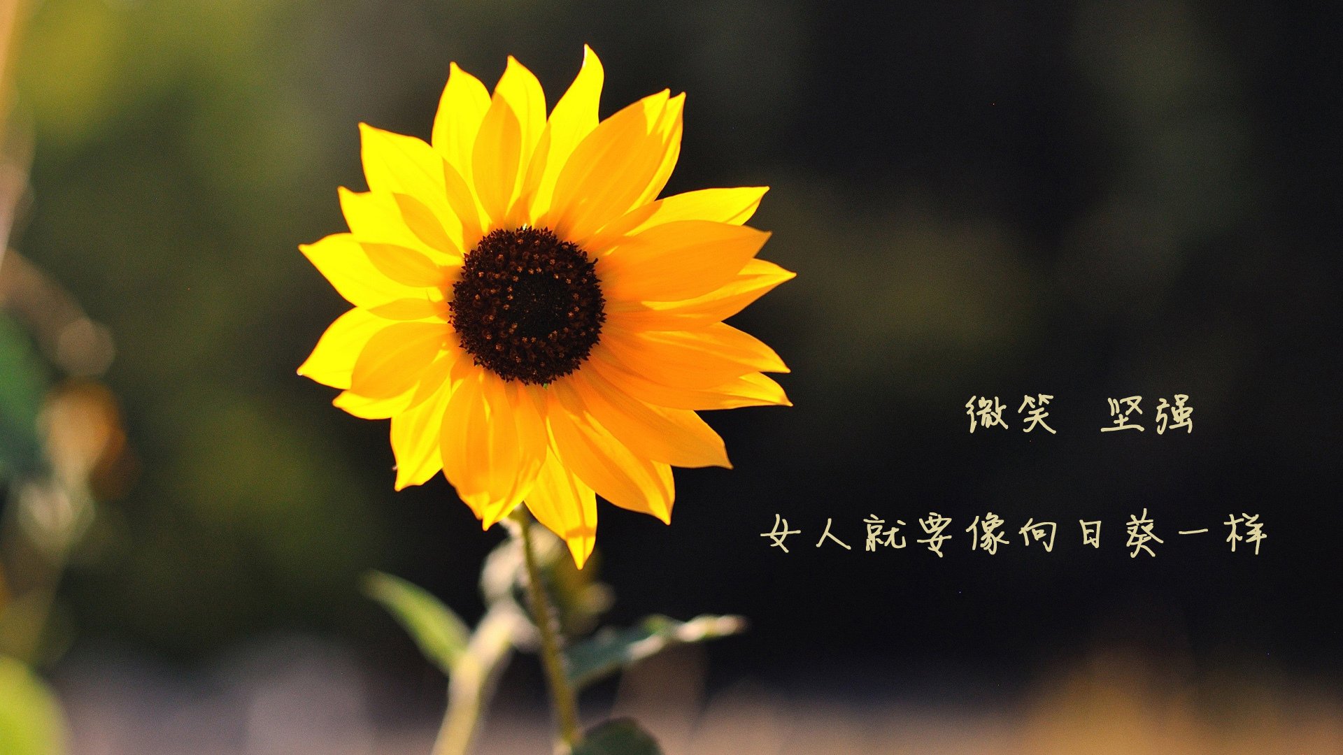 斯通斯，欧冠半决赛之夜的中场重炮，铁壁背后的扭转乾坤之魂